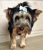 I am trading in my miniature sheepdog today for a yorkie!!-image.jpg