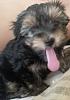 New puppy...Morkie Girl! Questions-rsz_20130513_095127.jpg