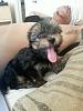 New puppy...Morkie Girl! Questions-rsz_20130513_03.jpg