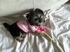 New puppy...Morkie Girl! Questions-photo-3.jpg