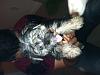 New puppy...Morkie Girl! Questions-photo-4.jpg