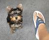 what kind of food do you feed your yorkie?-img_0698smal.jpg