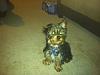 PHOTOS of 5lb Yorkies, anyone?-king2.jpg