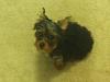 PHOTOS of 5lb Yorkies, anyone?-king1.jpg