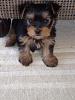 My Yorkie will NOT walk on her leash.-931434_10152760779035716_1985388826_n.jpg