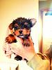 Purebred Yorkie Puppy?-puppy.jpg