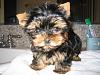 Korean Yorkshire Terrier Puppies?-momo-b4-niptuck.jpg
