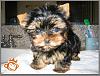 Korean Yorkshire Terrier Puppies?-momo-niptuck.jpg