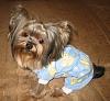 Korean Yorkshire Terrier Puppies?-momo-b4-nip-tucked.jpg