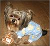 Korean Yorkshire Terrier Puppies?-momo-nip-tucked.jpg