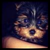 Yorkie Puppy with Blue Eyes?-image.jpg