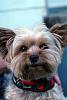 Does Your Yorkie Have a Thick Coat?-quincey-14-.jpg
