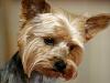 Question re: Blue and Gold yorkies...-imagesca6trra6.jpg