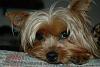Question re: Blue and Gold yorkies...-imagesca8wxtxl.jpg
