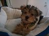 Yorkie Hairstyles/Cuts with a little rant-913628_4227807908521_1825884488_o.jpg