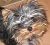 Who's your current YT yorkie crush?-marcell.jpg