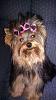 Do You Put Your Girls Hair in Piggy Tails?-chloe-pig-tails-bows.jpg