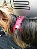Belt buddy or choke free....she has learned how to get out of her's-877d3c7534964e4f4a0ecc900c3b72f0_zps15da3b4c.jpg