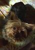 Missing Yorkie in North Central Ohio-craigslist-gidgit-1.jpg