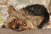 Missing Yorkie in North Central Ohio-yorkietalk-gidgit-2.jpg