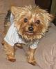 Missing Yorkie in North Central Ohio-yorkietalk-gidgit-3.jpg