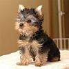 Is This Puppy A Yorkie??-ghfd.jpg