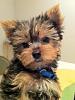 Is This Puppy A Yorkie??-imagescaysdl31.jpg