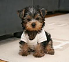 Is This Puppy A Yorkie??-gvf.png