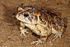 Any frog poisoning experiences?-bufo-20terrestris-20orlando-20florida-0201.jpg