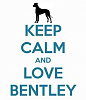 To all the Bentley's out there!!-bfd.png