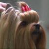 Grooming The Yorkshire Terrier - #1 Top Knot-cover2.jpg