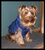 Oscar's New Coat...-010ab.jpg