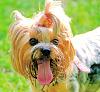 Summer hair cuts for your pup?-dsc_4514_02708-r1-web.jpg