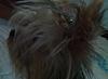 How to Remove a Hairbow...-cin5.jpg