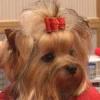 Grooming The Yorkshire Terrier - #1 Top Knot-cover4.jpg