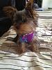 YorkieTalk Newbie-lilly1.jpg