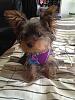 YorkieTalk Newbie-lily2.jpg