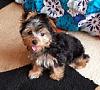 New to Yorkie Talk-32.jpg