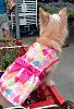 Priscilla's first trip to Lowes-img_6900.jpg