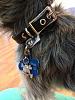 We got our BB Collars!!!!!-bb3.jpg