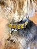 We got our BB Collars!!!!!-bb4.jpg