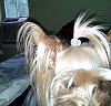 Yorkie bangs-hair-clip.jpg