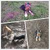 How well does your pup get along at the dog park?-photogrid_1371317678475.jpg