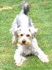 HELP: Is she a YORKIE?-photo-2.jpg