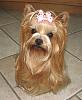 Yorkie bangs-2011-8-23-dog-bow-009.jpg