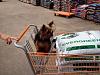 Been a while-bailey-home-depot.jpg