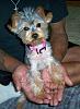 If you could ask...-silver-bella.jpg