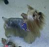 Yorkie bangs-btyshorty.jpg