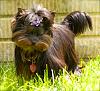 I want a yorkie with an undocked tail-smallietail.jpg