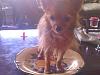 Questions on my yorkie's fur...-tippy-little-less-then-year-old-standing-plate.jpg